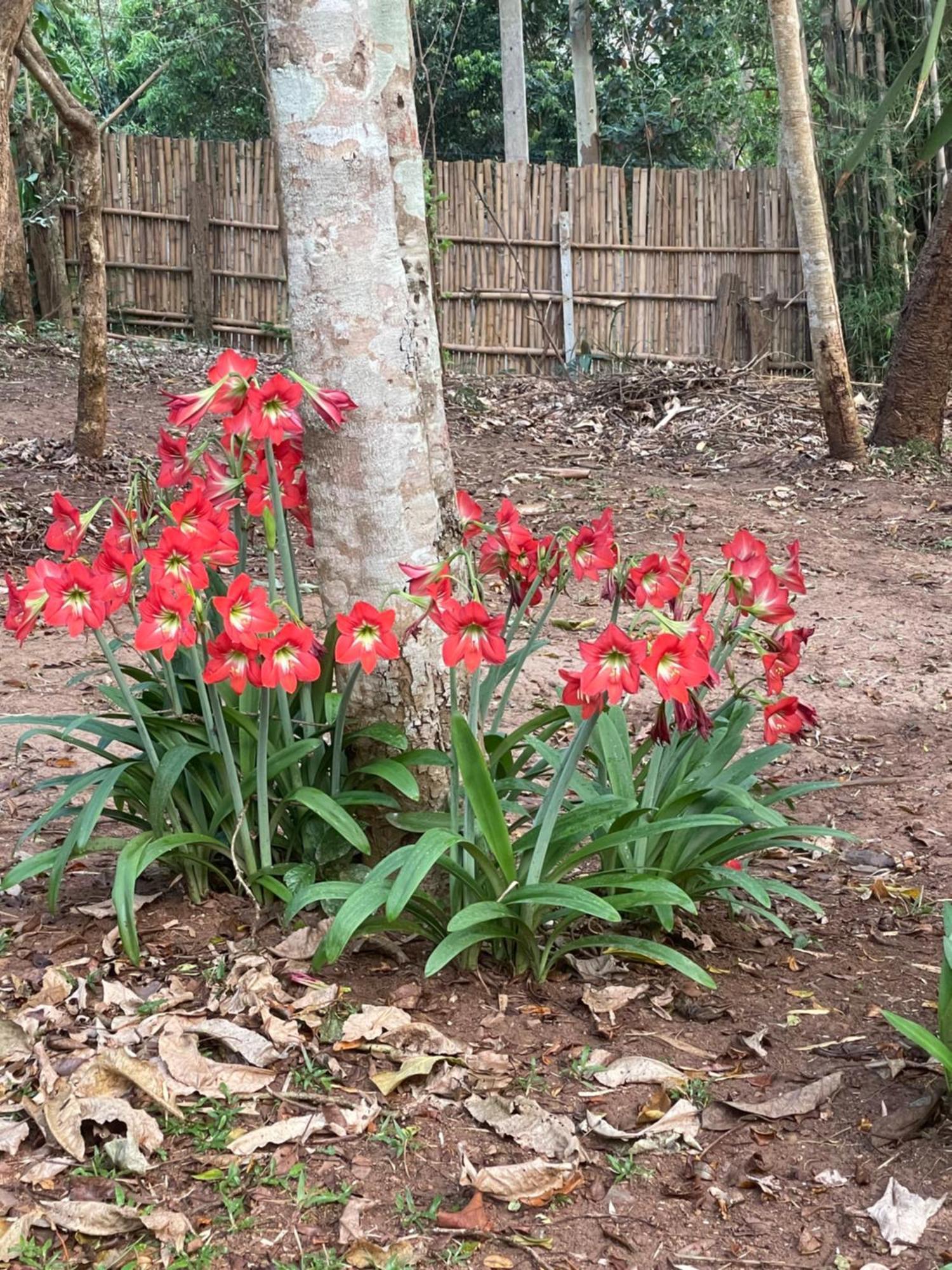 เชียงดาว ราวน์เฮ้าส์ Bed & Breakfast ภายนอก รูปภาพ