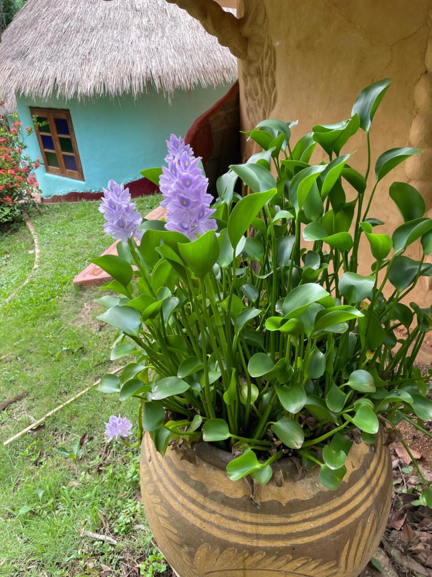 เชียงดาว ราวน์เฮ้าส์ Bed & Breakfast ภายนอก รูปภาพ