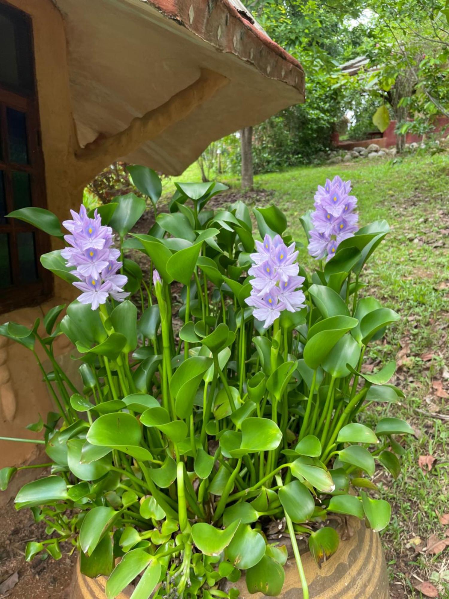 เชียงดาว ราวน์เฮ้าส์ Bed & Breakfast ภายนอก รูปภาพ
