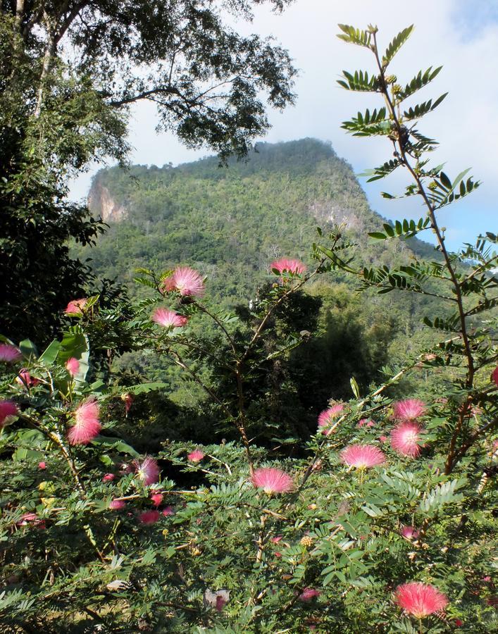 เชียงดาว ราวน์เฮ้าส์ Bed & Breakfast ภายนอก รูปภาพ